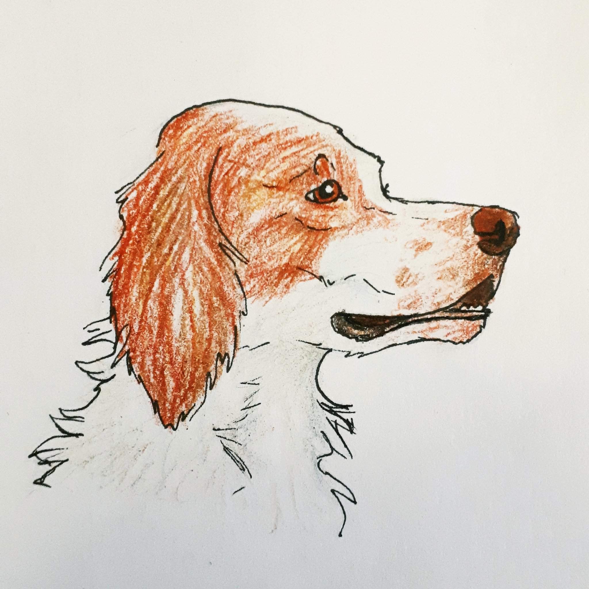 Интересные рисунки собак