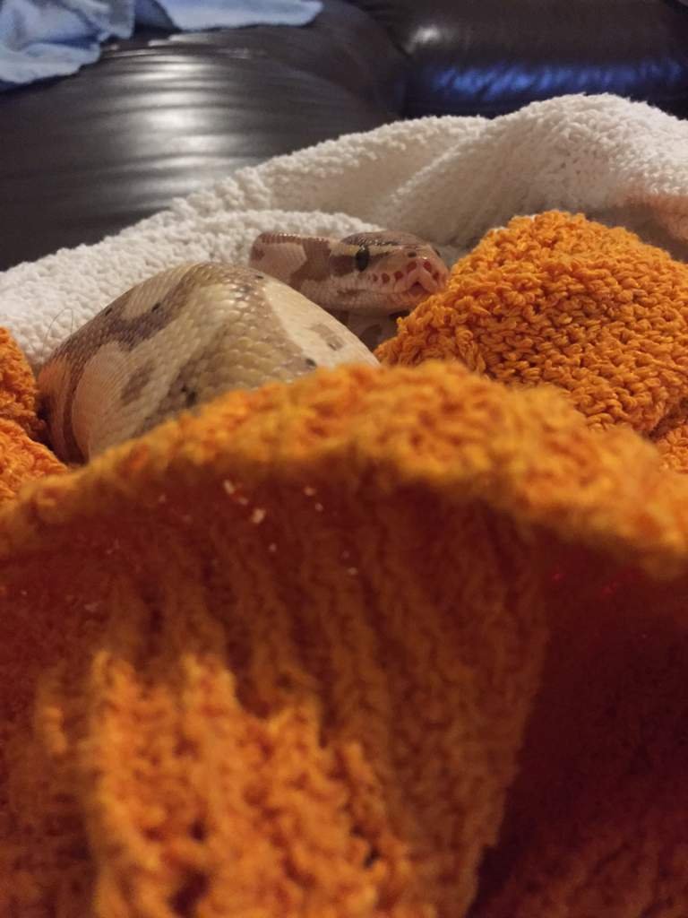 Best Substrate For Ball Pythons? Snake Amino Amino