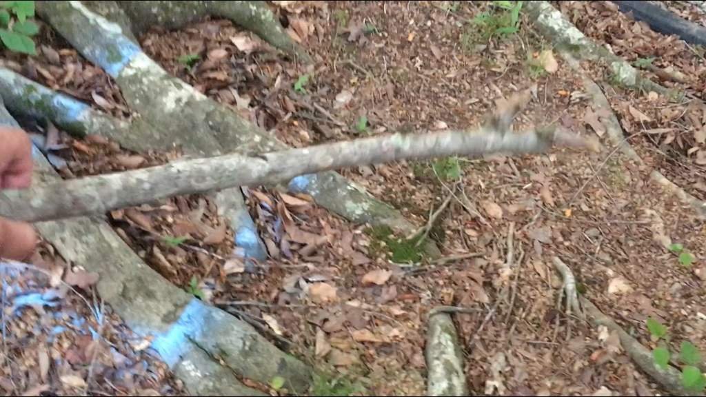 How To Safely Prepare Wood For Reptiles Wiki Reptiles Amino