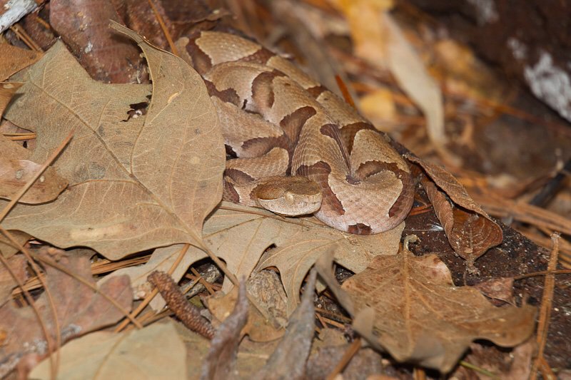 Southern Copperhead 