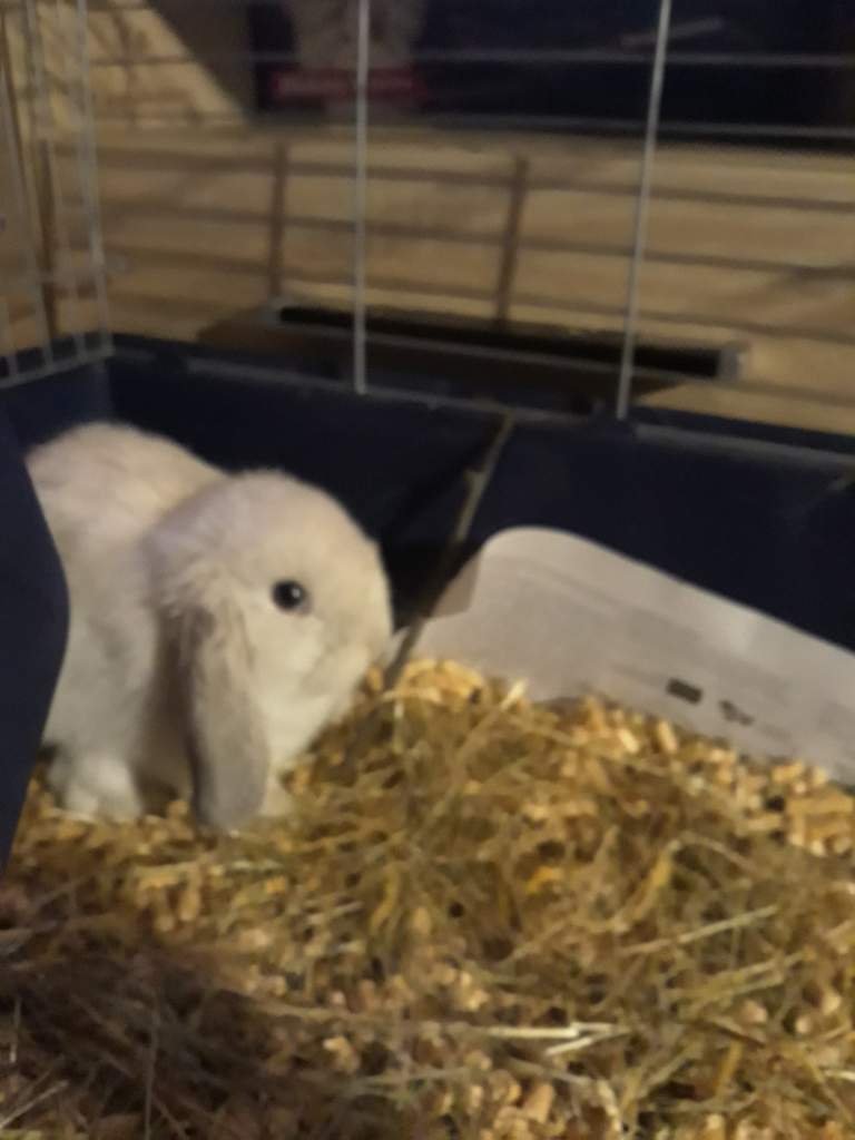 I got a pet rabit | Wiki | Animal Amino🐾 Amino