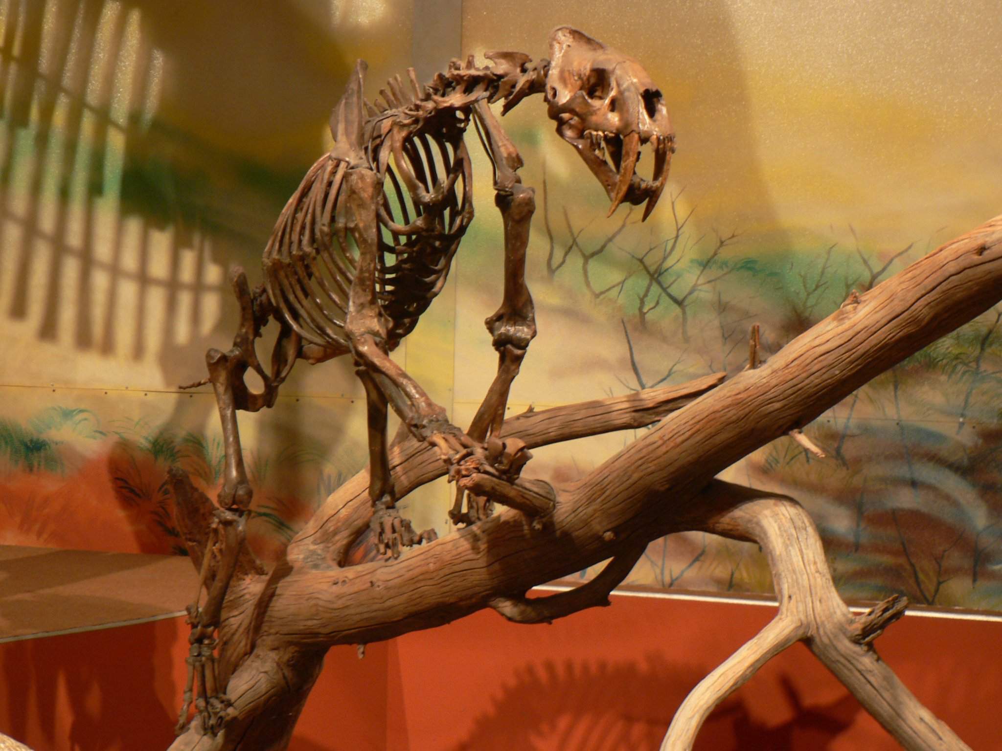 Smilodon | Wiki | Madre Naturaleza Amino