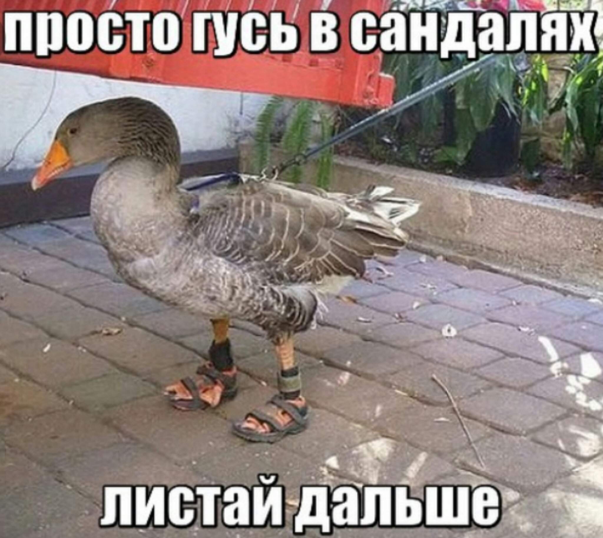 Прикольный Гусь