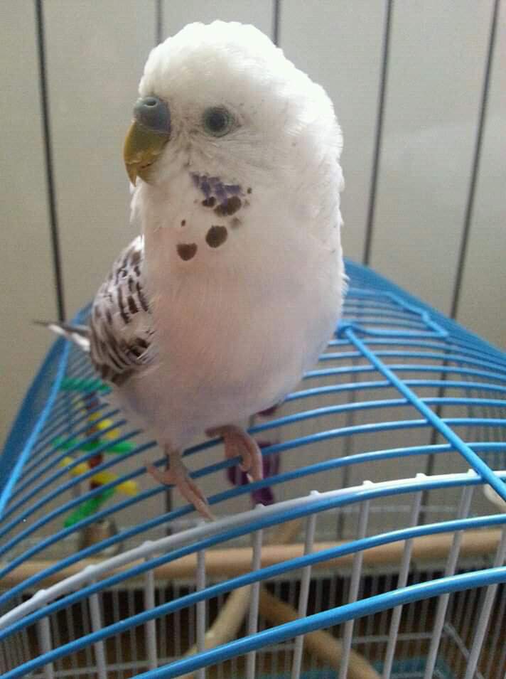 Cute Picture Of Denny Budgie Parakeet Amino Amino