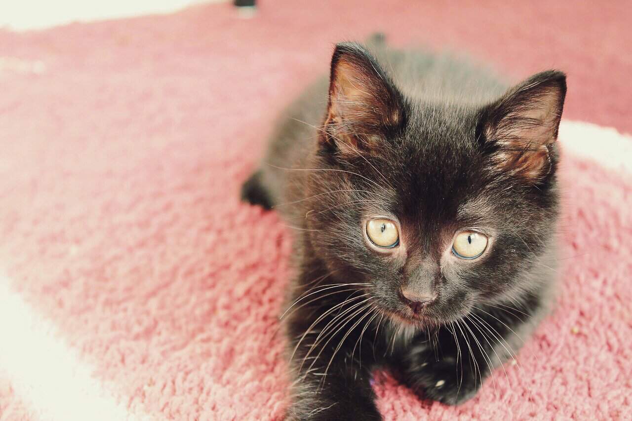 Черненький котенок