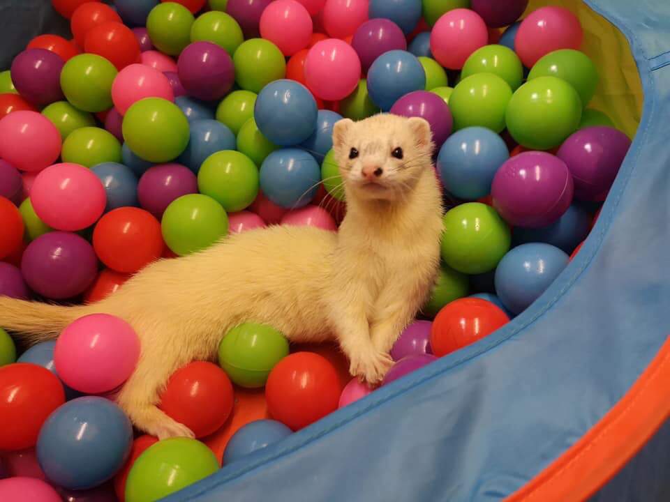 Ball pit fun | Pets Amino