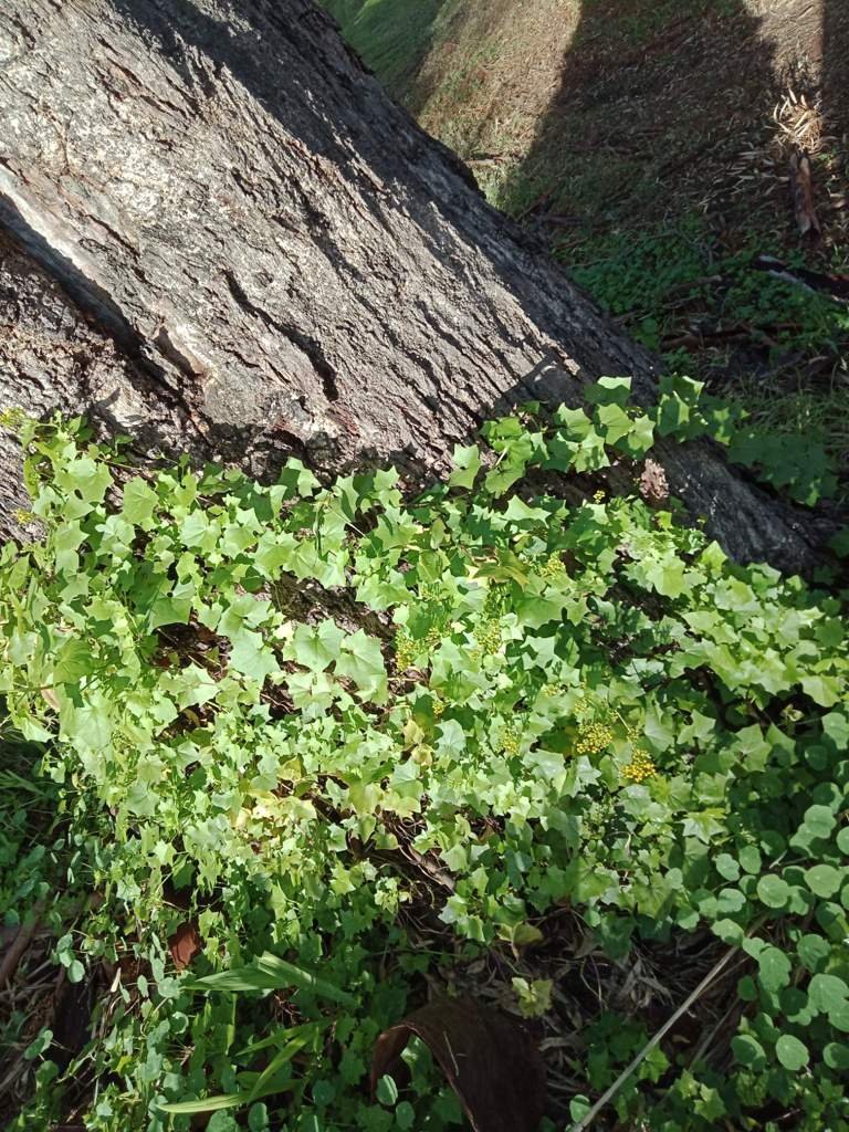 Medicine Cat Code Wiki The 4 Great Clans Amino