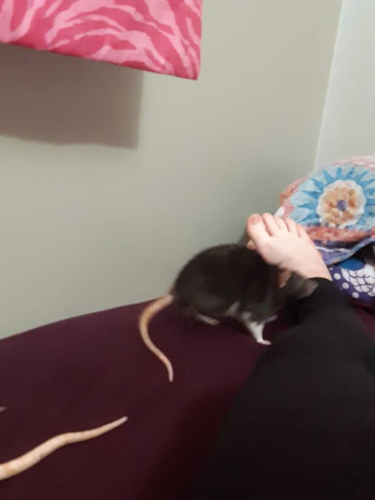 Pepper Wiki Pet Rats🐀 Amino