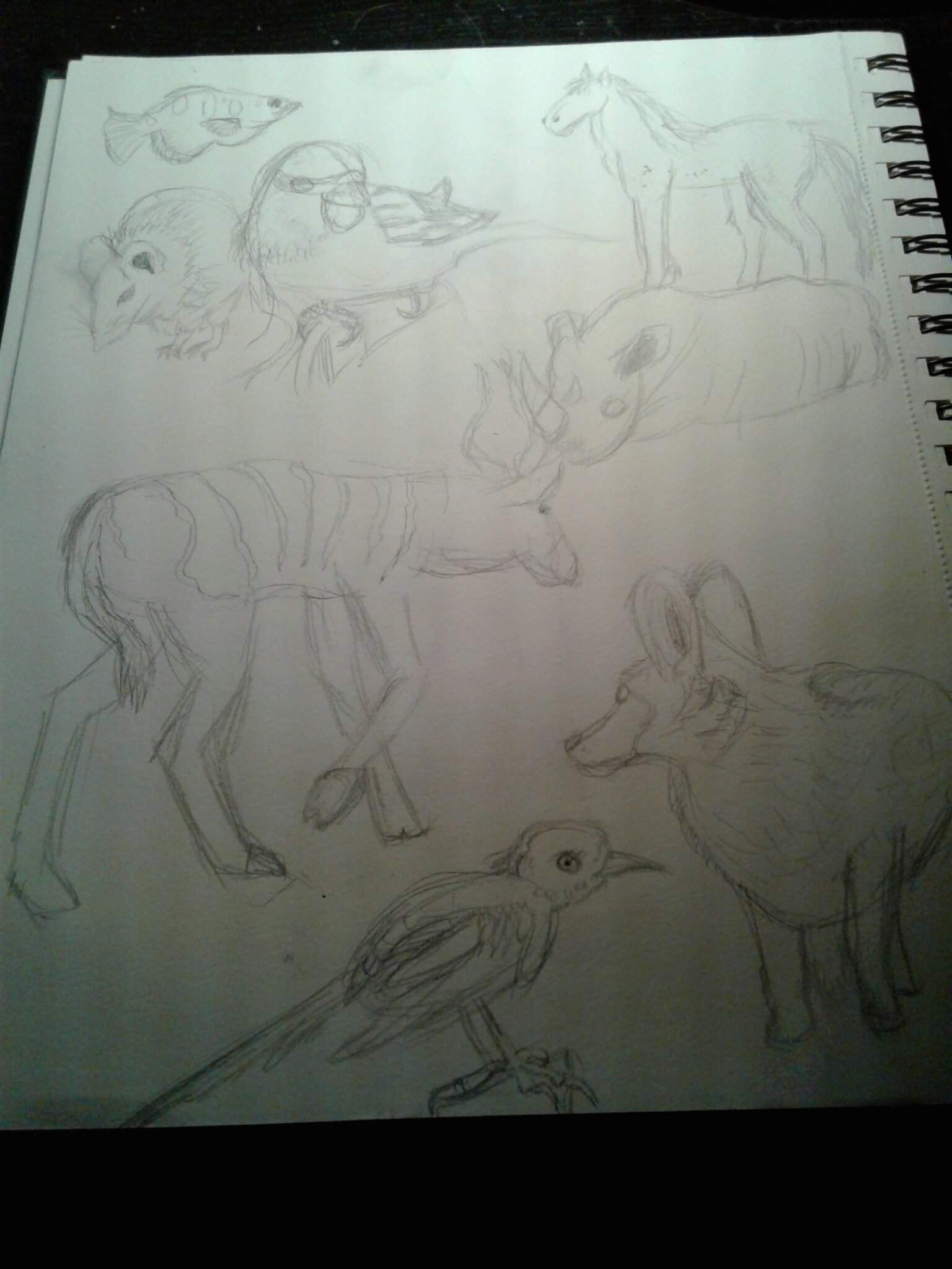 Sketching Animal Study | 