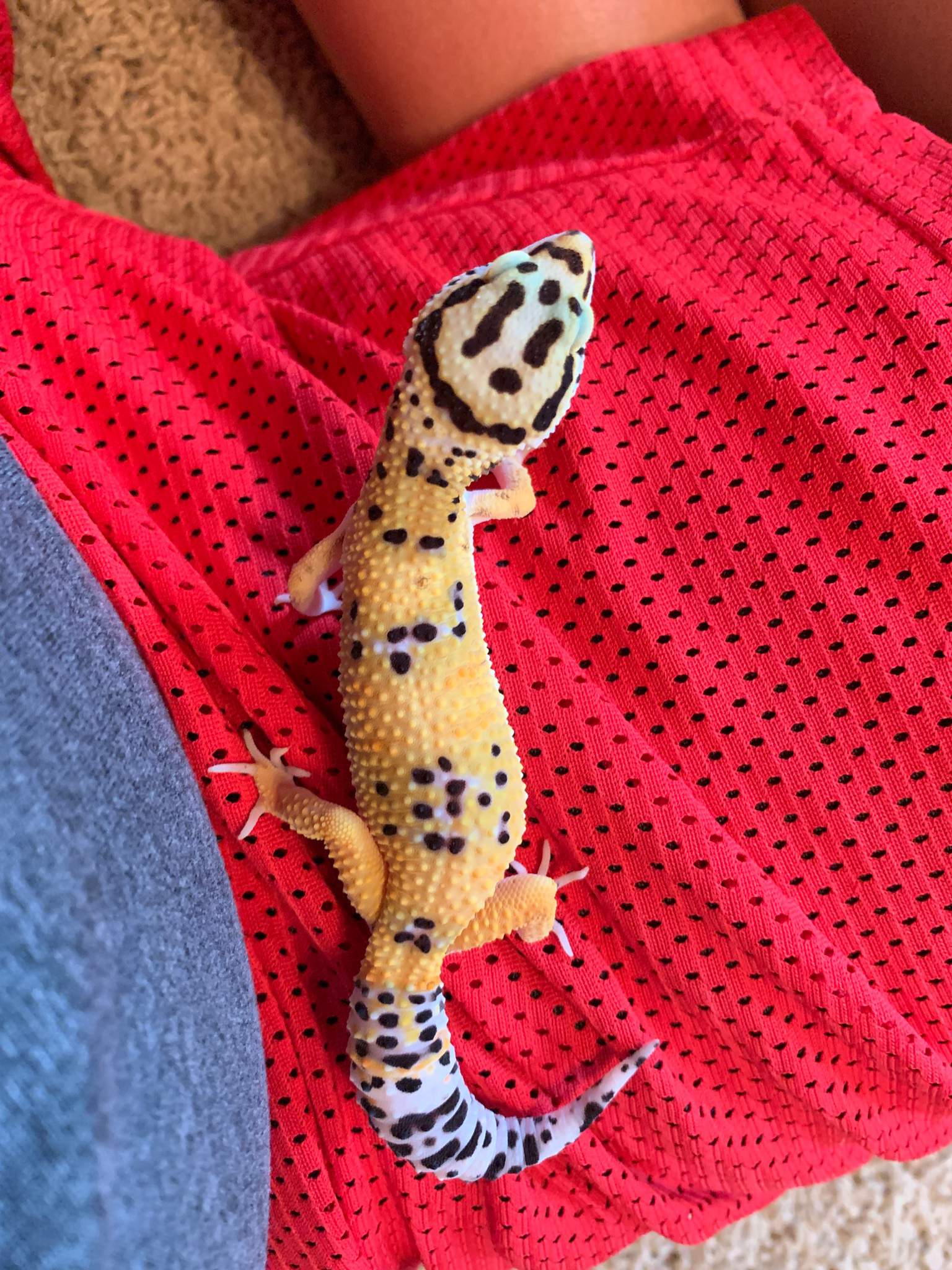 Is He Healthy? Leopard Geckos Amino