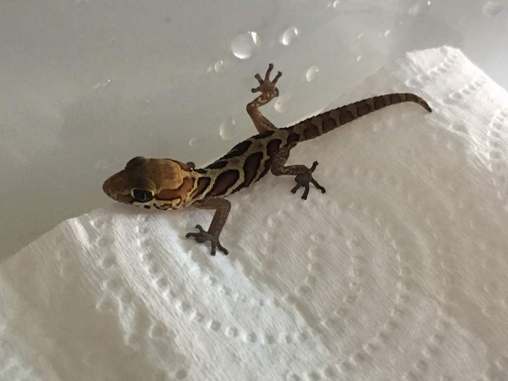 Paroedura picta baby Reptiles Amino