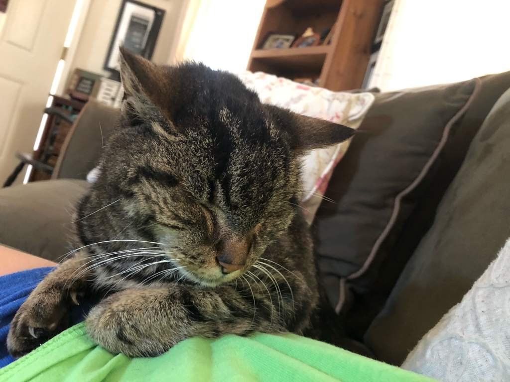 elderly cat care Cats Amino