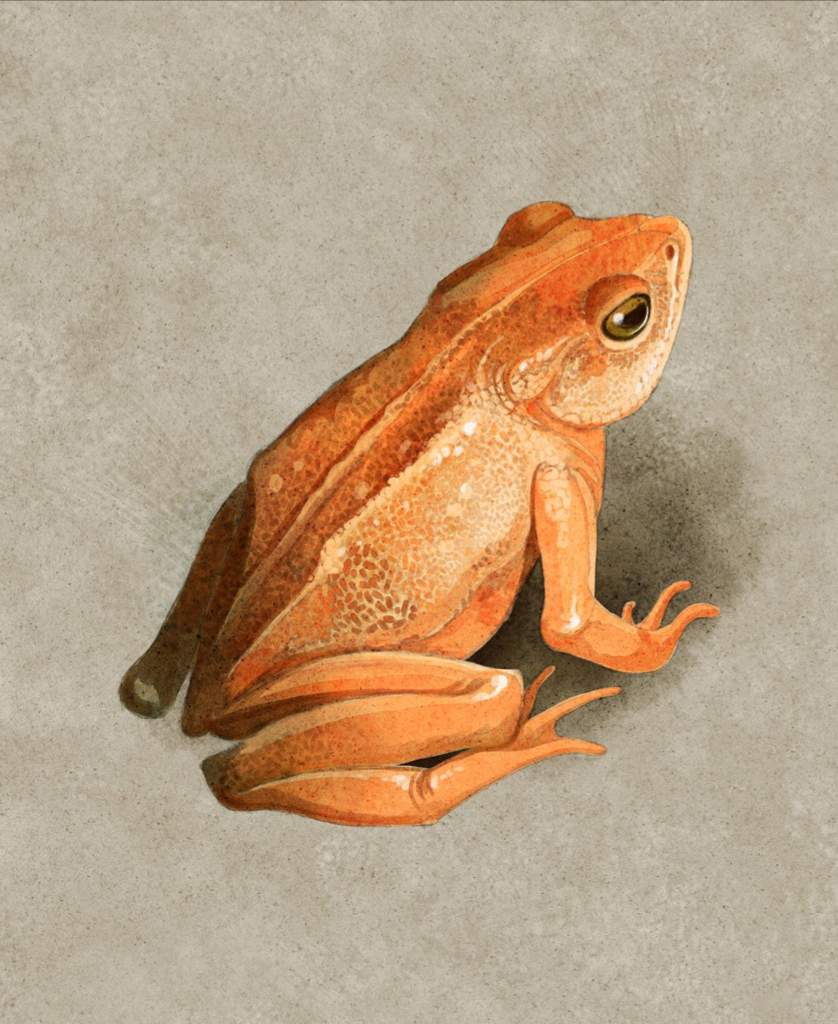 Golden toad вымершая лягушка