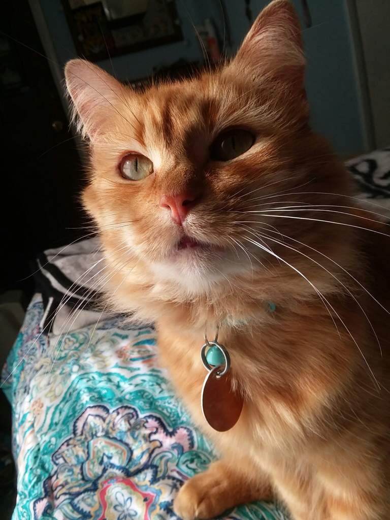 Intruding my cat Butterscotch 🐱 🐱Cats Amino 🐱 Amino