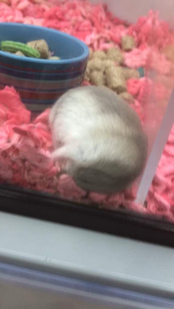 Petco hamster update Hamsters! Amino
