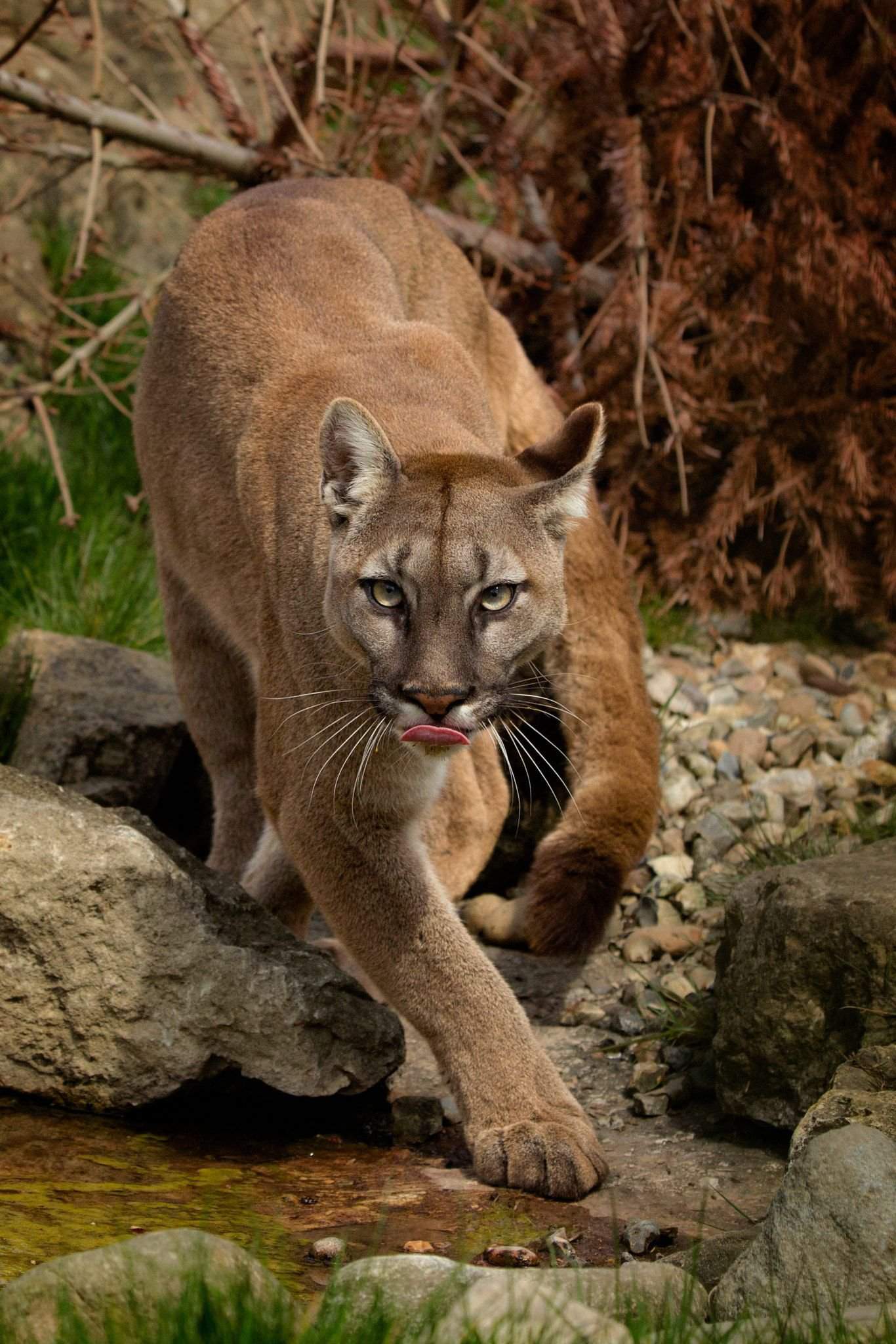 the-cougar-wiki-therian-amino-amino