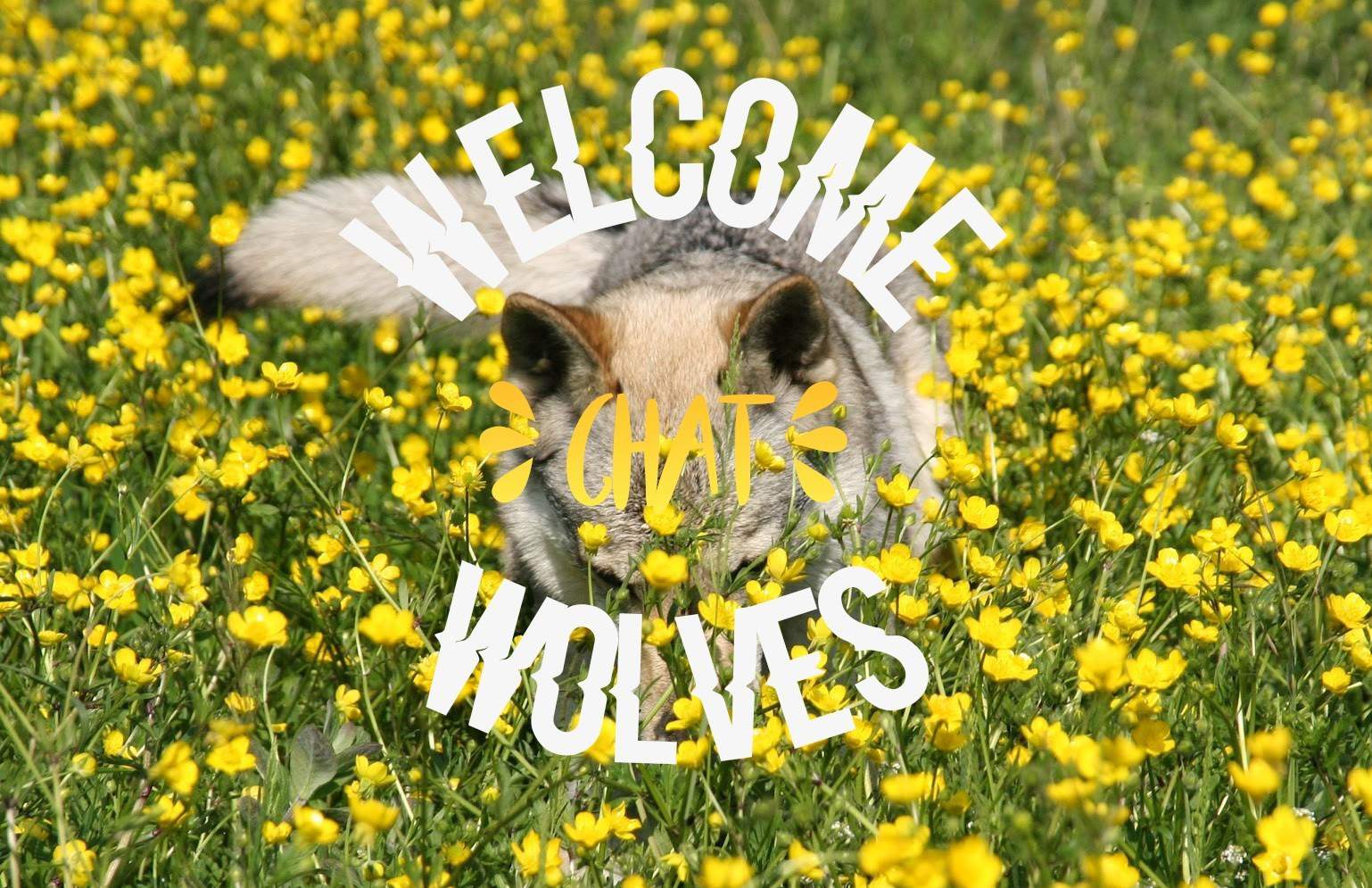 The New Welcome Wolves ♢ | Wolf & Canine Amino Amino