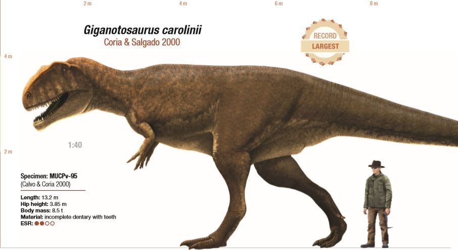 Giganotosaurus | Wiki | Amino Paleontología Amino