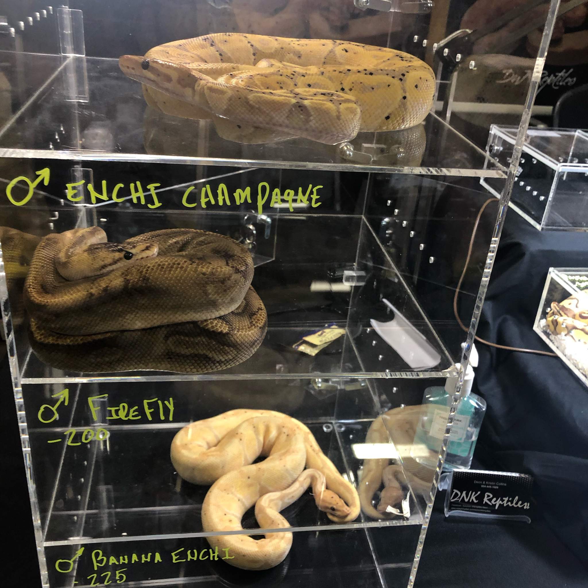 West Palm Beach Expo! Reptiles Amino