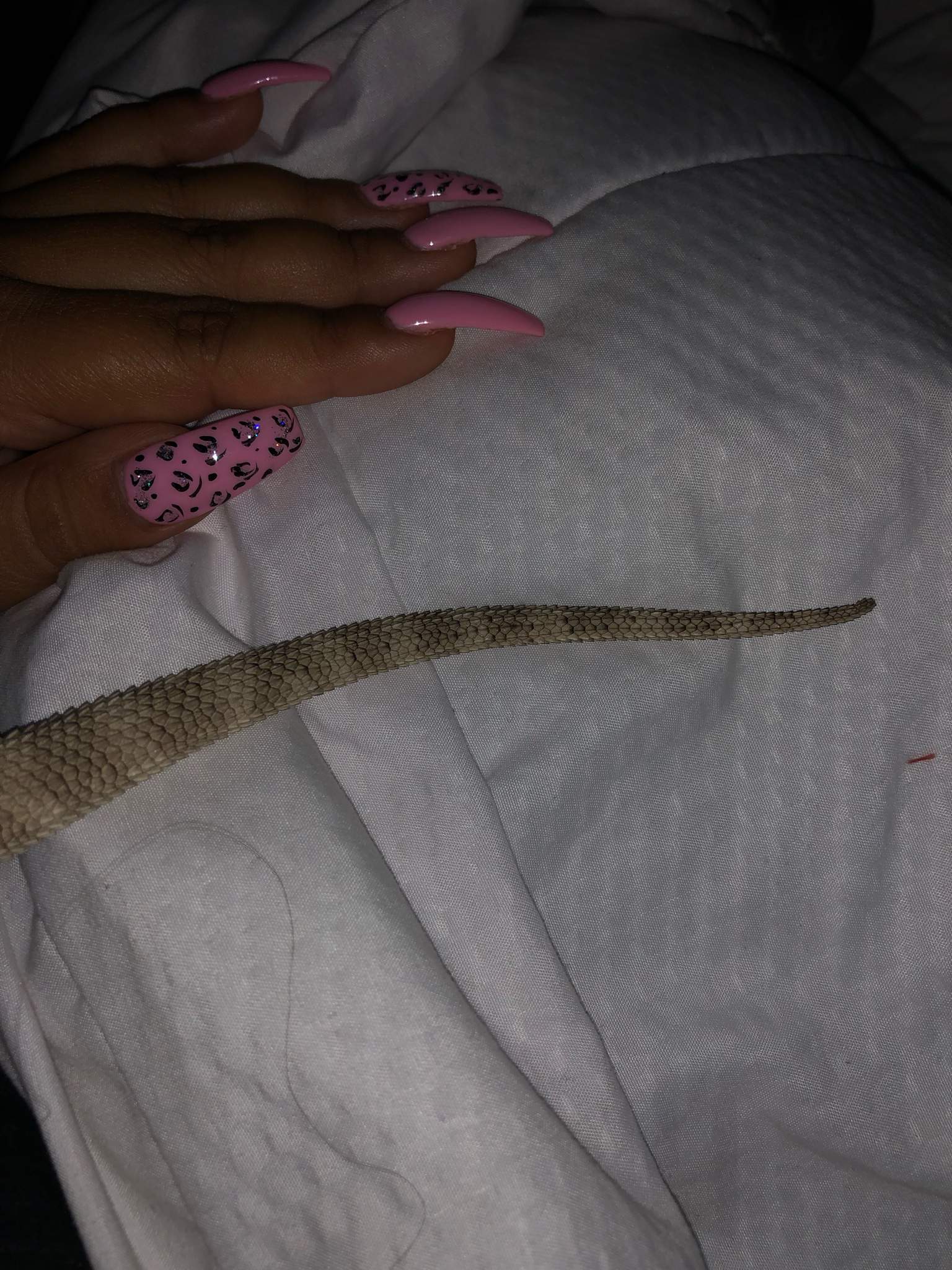 What Are These Dots On My Beardies Tail? | Herps And Reptiles Amino