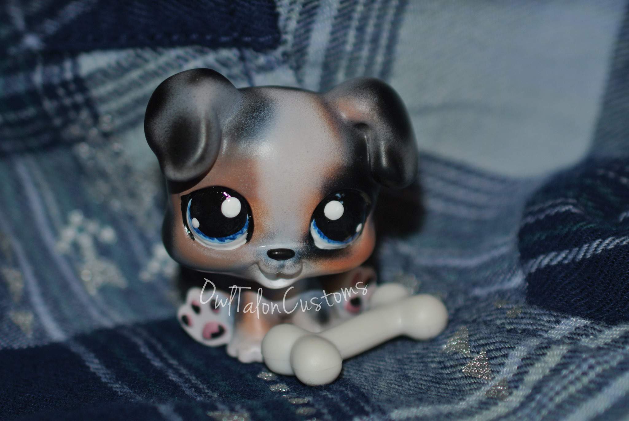 lps australian shepherd