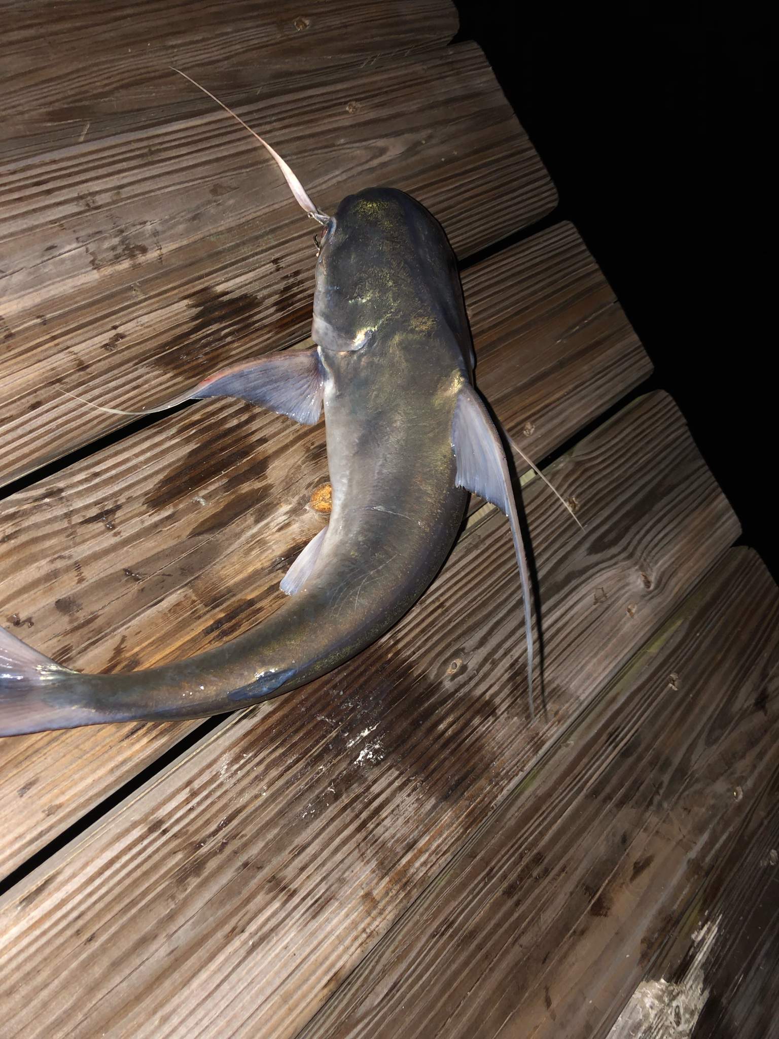 Do Catfish Have Backbones? The Surprising Truth!