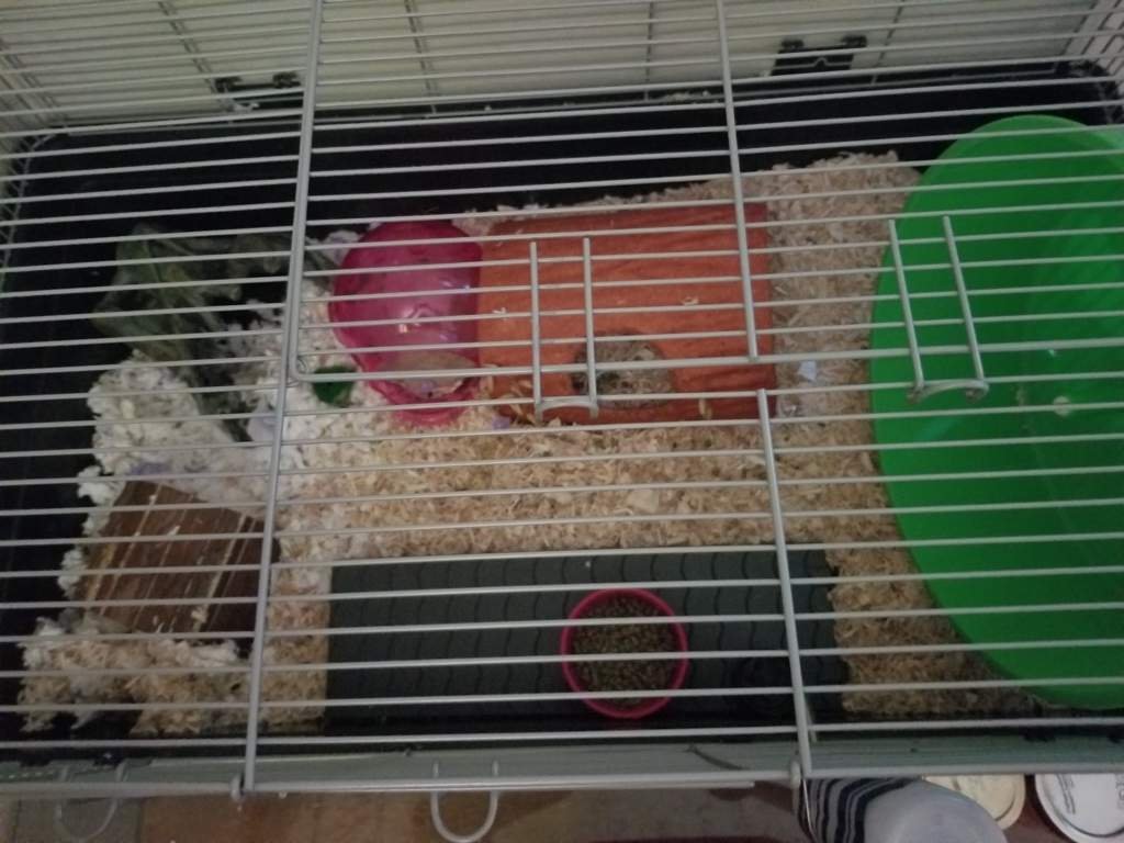 How to stop cage climbing Hamsters! Amino