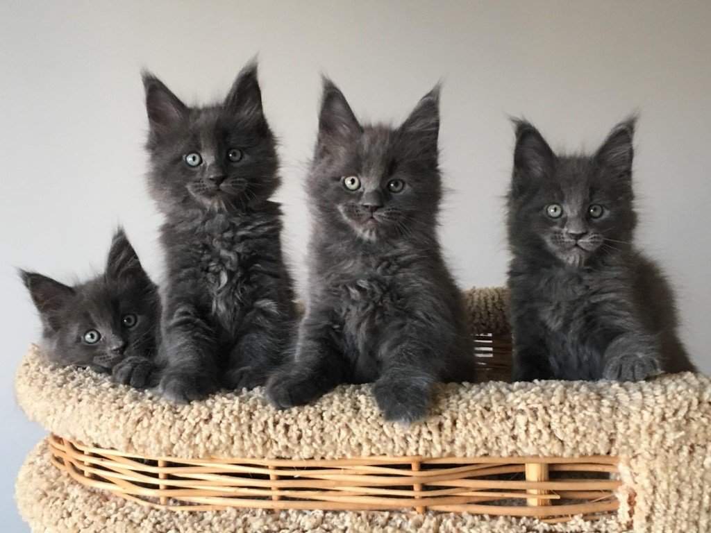 Картинки Котят Мейн Куна — Mixyfotos.ru