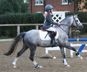 Welsh Pony ( Section B) | Wiki | Equestrian Amino