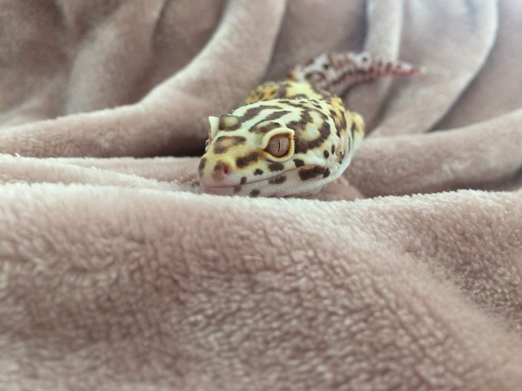Hanging out with Cricket! Leopard Geckos Amino