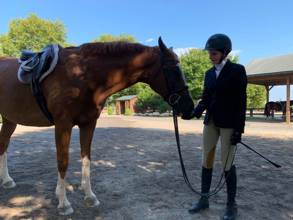 Become An Equestrian Champion With Double Bar C - fhoeyhq