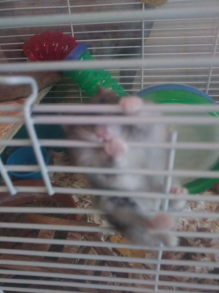 Why does my hamster climb her bars? Hamsters! Amino
