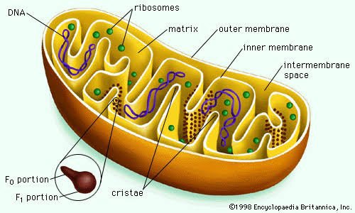 powerhouse-of-the-cell-science-amino