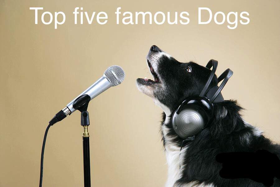 5 most famous dogs | Pets Amino