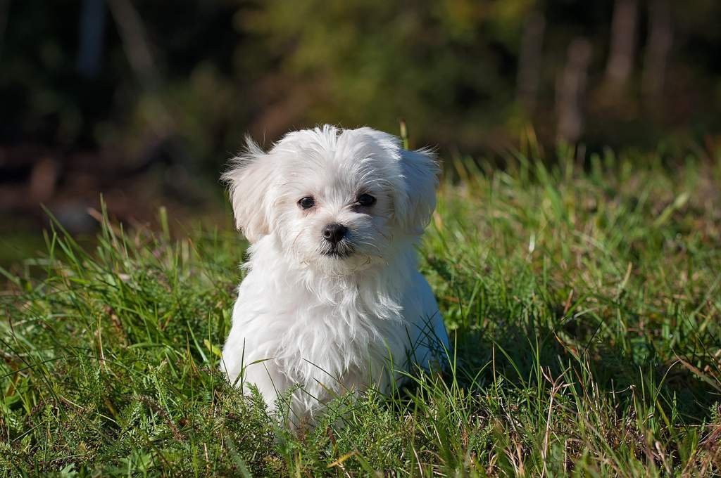 Wie überrede Ich Meine Eltern Zu Einem Hund 》Wie man Eltern zu einem Hund überredet《 | Hunde Amino 🐾 Amino