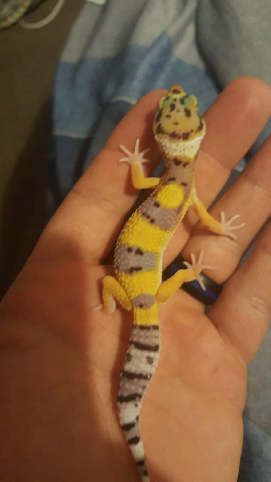 My Baby Leos Herps And Reptiles Amino