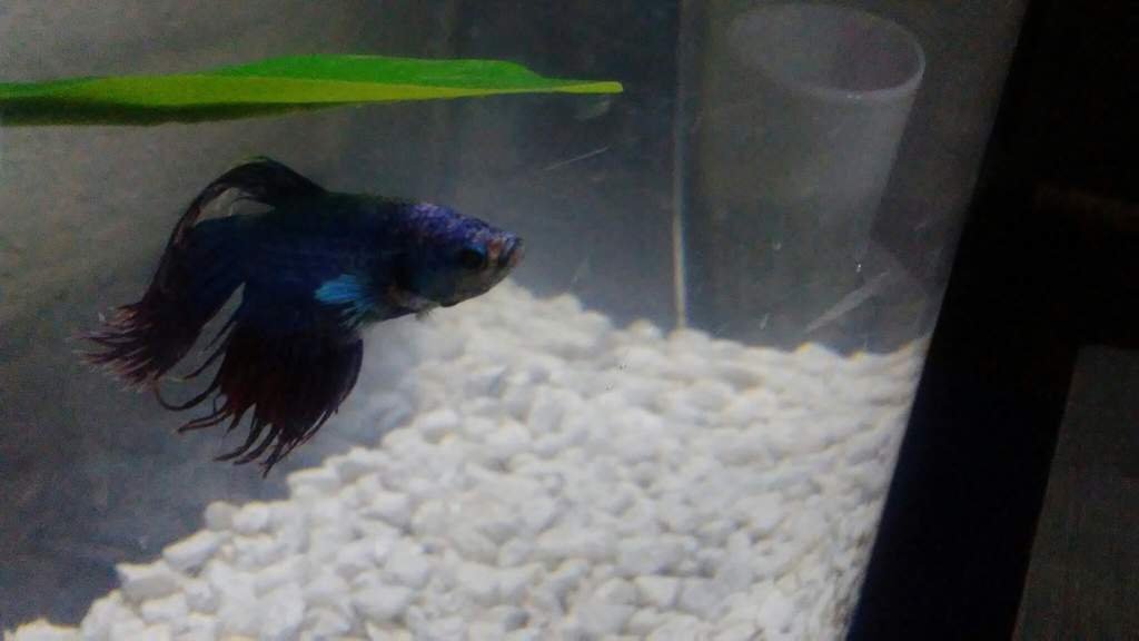 How long can bettas last without food? Betta Keepers Amino