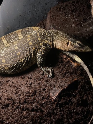 monitor-lizard-diet-wiki-reptiles-amino