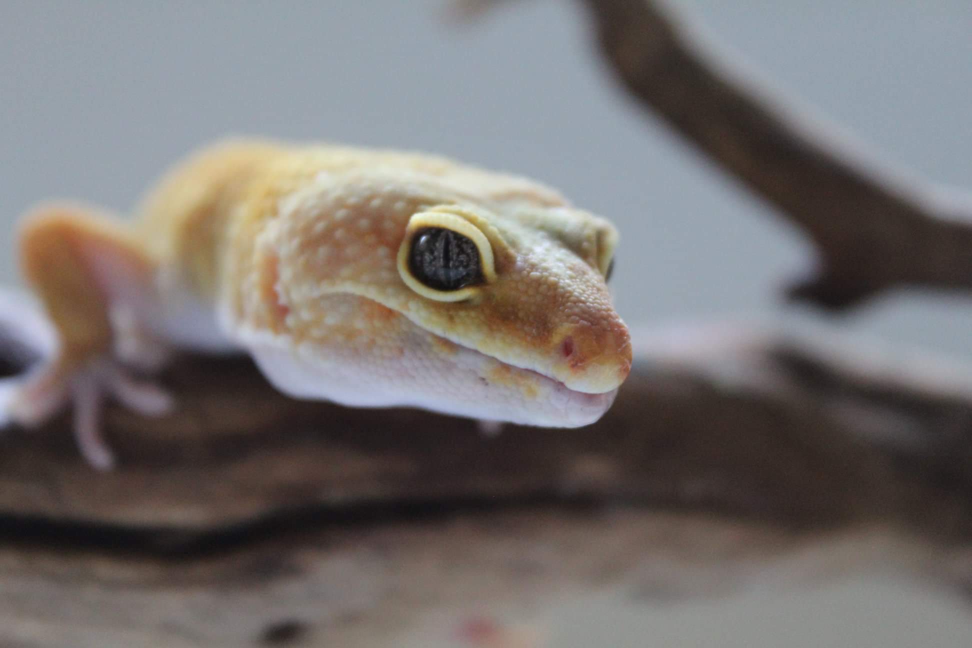 Did a photoshoot with some of the reptiles | Reptiles/Amphibians Amino