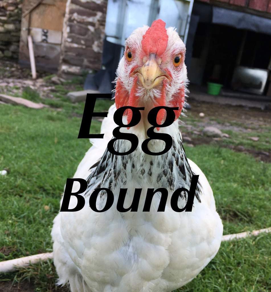 Egg Bound Wiki 🐓Chicken Amino🐓 Amino
