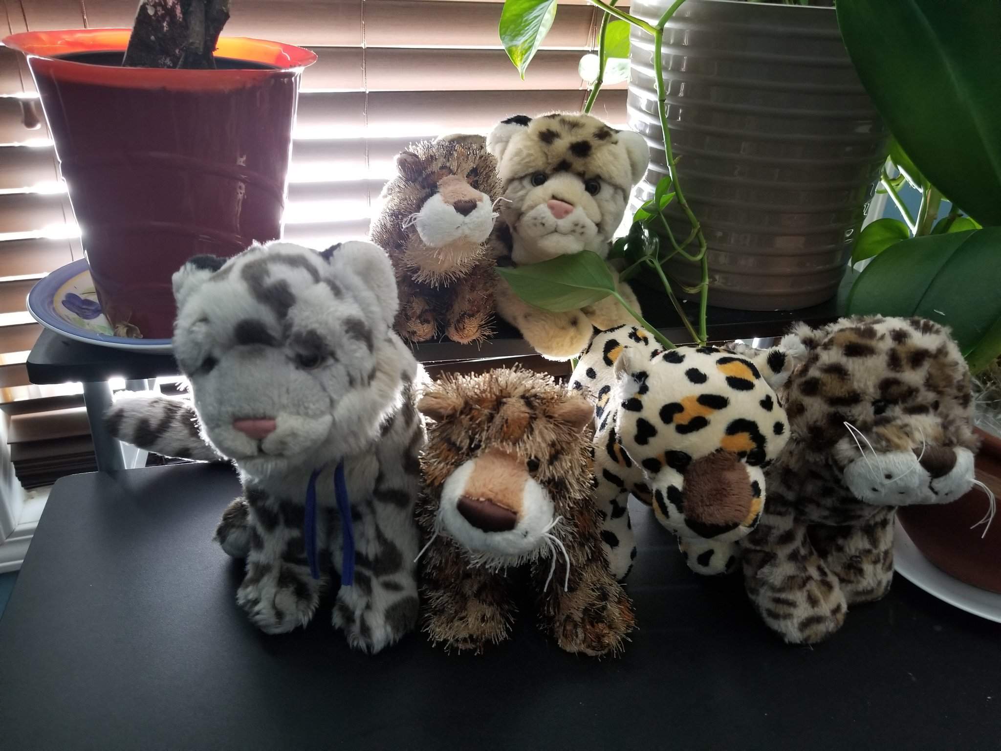 all-of-my-leopards-plus-their-names-webkinz-amino