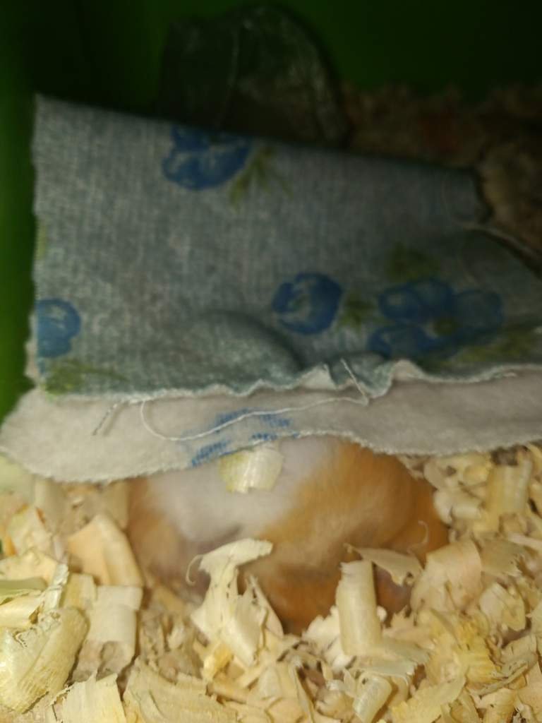 Honey...💔 Wiki Hamsters! Amino