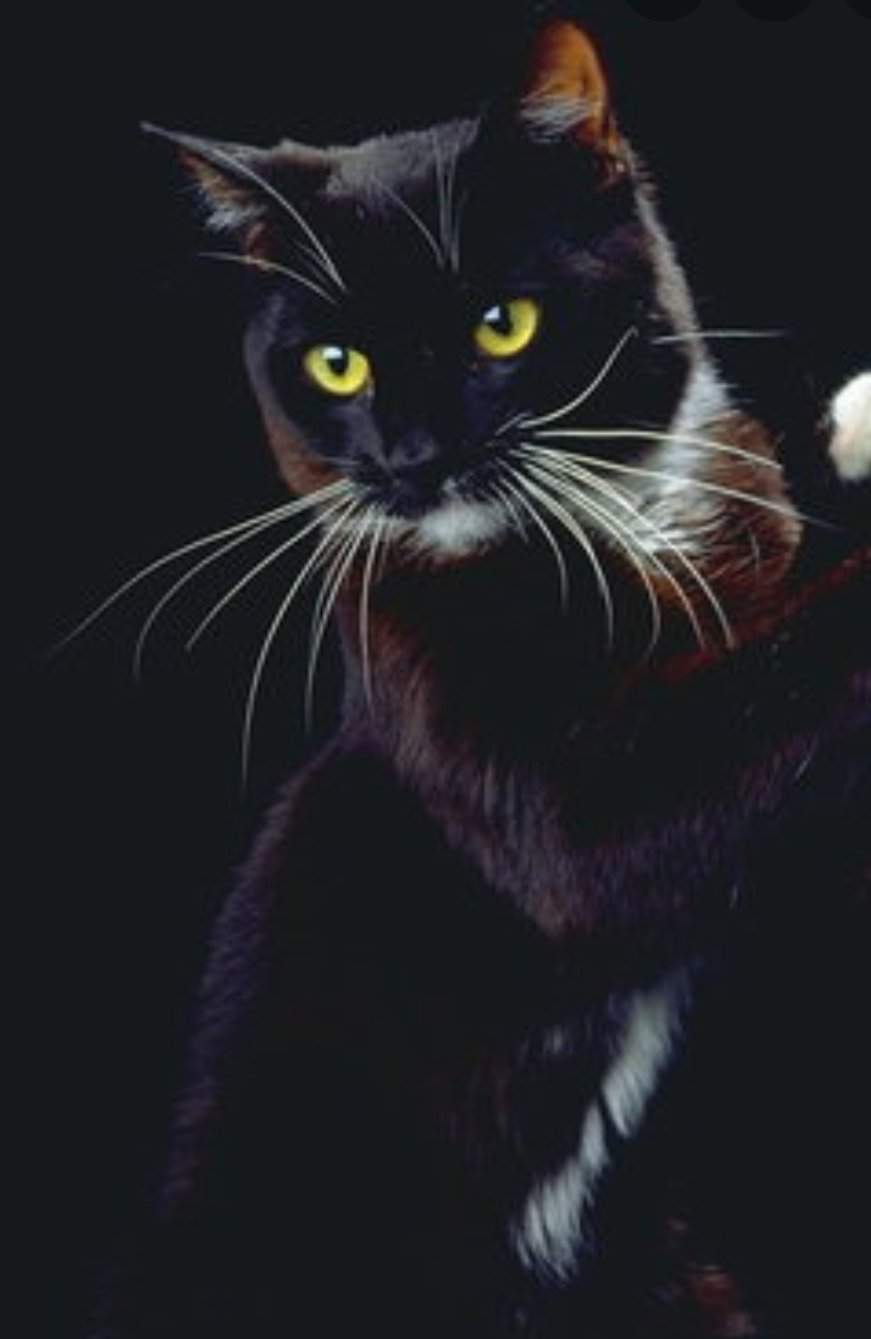 Черный кот с белыми лапками арт