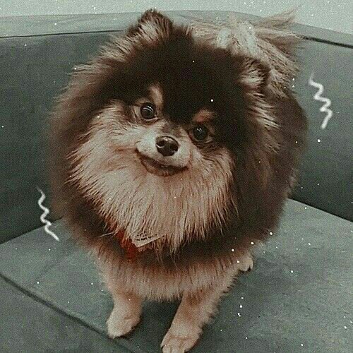 💜🍩HAPPY YEONTAN DAY🎂🐶💜190907 | V K O O K Amino