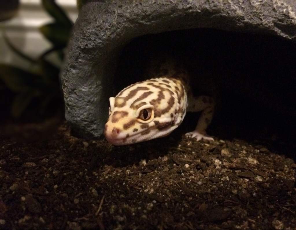 Cricket enjoying his cool hide! Leopard Geckos Amino