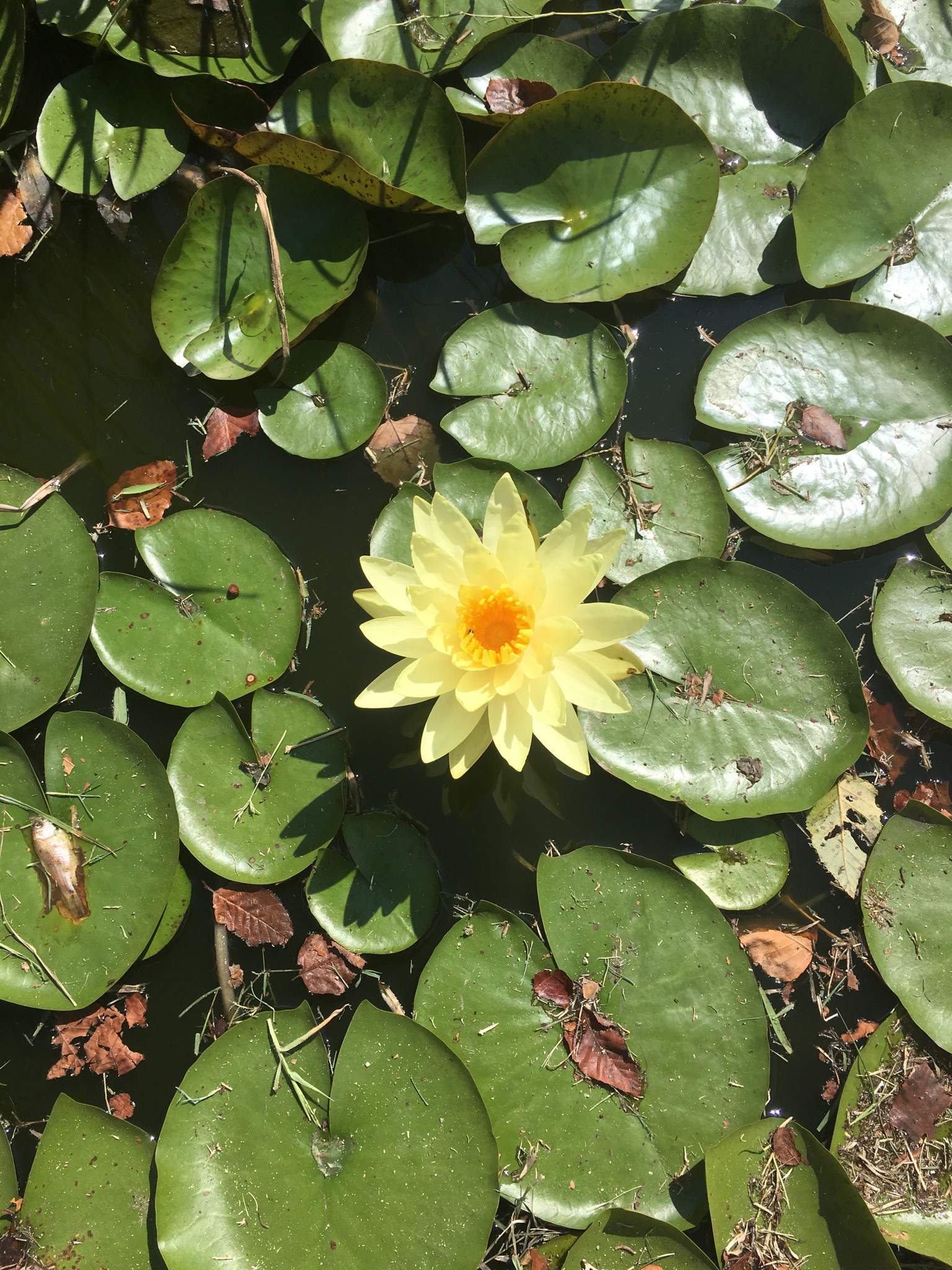 what-would-be-the-best-way-to-preserve-a-water-lily-science-amino