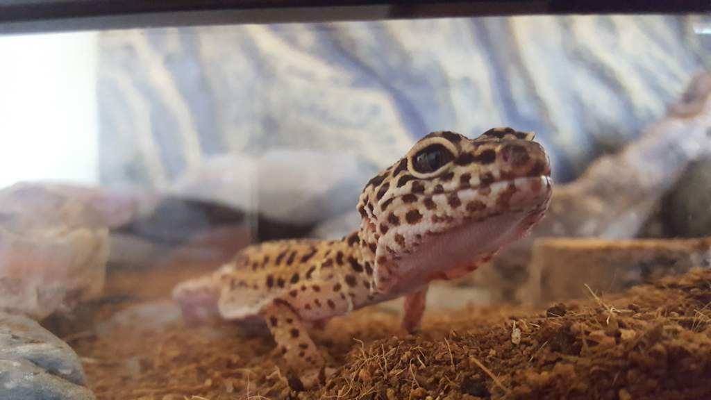 Shale Photoshoot! Leopard Geckos Amino