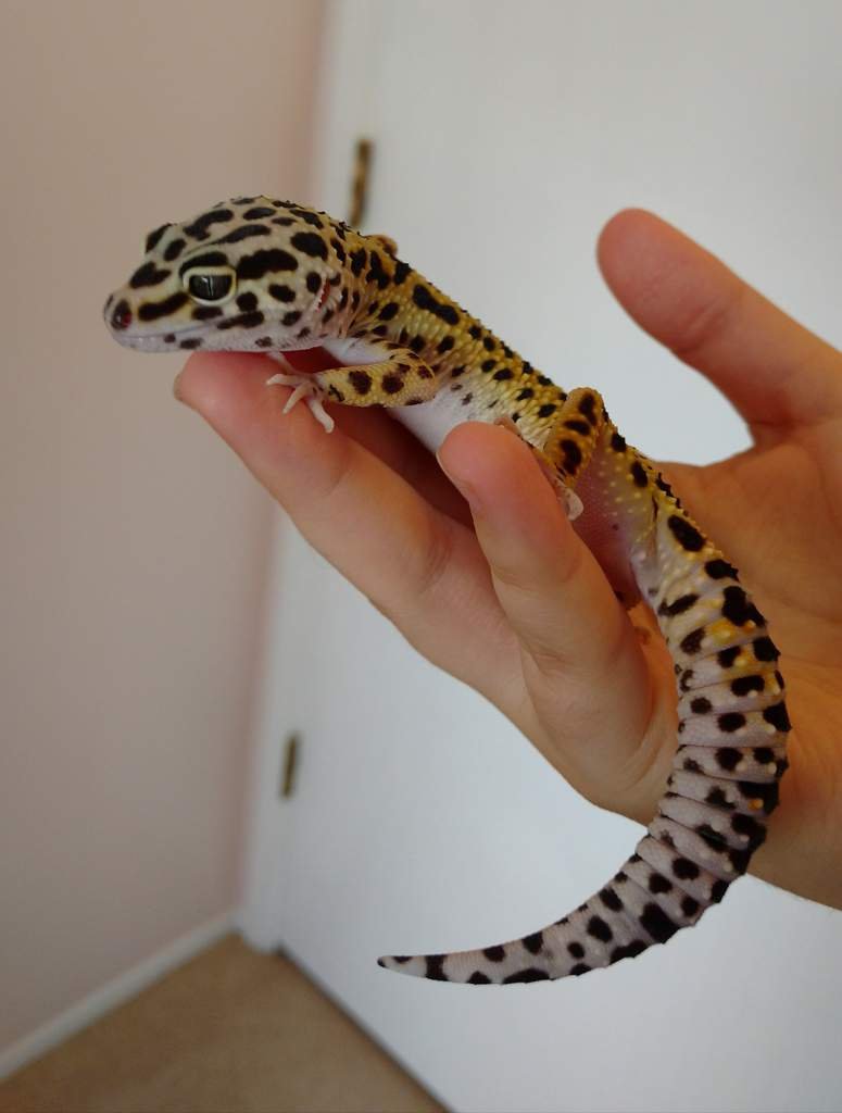 Unleashed: The Secret Lives Of Male & Female Leopard Geckos - oyi7rli