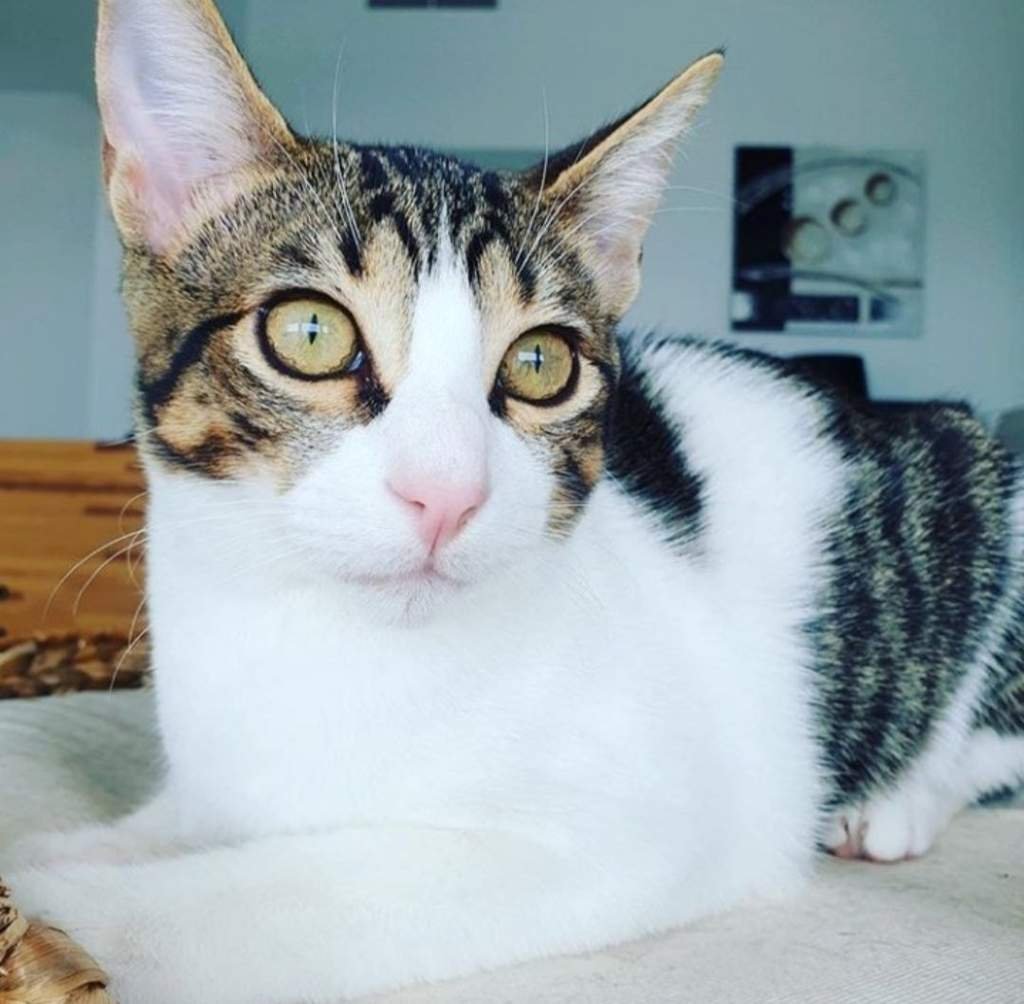 Wiki 𝑴𝒊𝒓𝒊𝒏𝒂𝒆™ Amino