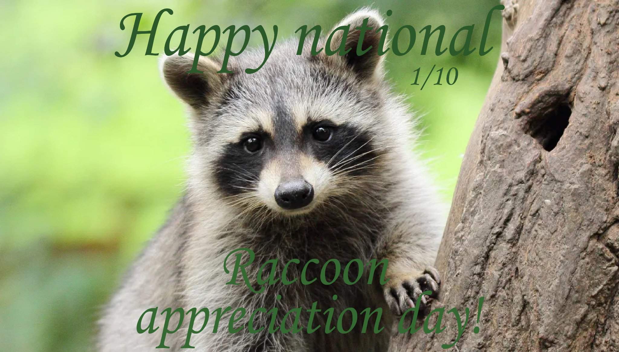 National Raccoon Day 2024 India Wenda Josefina